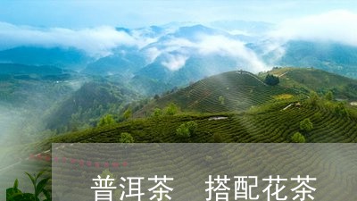 普洱茶 搭配花茶/2023031631794